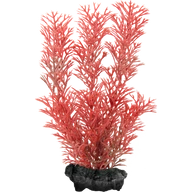 Műnövény Tetra Red Foxtail L