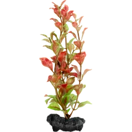 Műnövény Tetra Red Ludwigia L