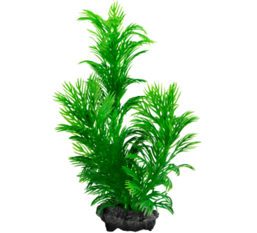 Műnövény Tetra Green Cabomba L
