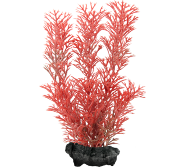 Műnövény Tetra Red Foxtail L